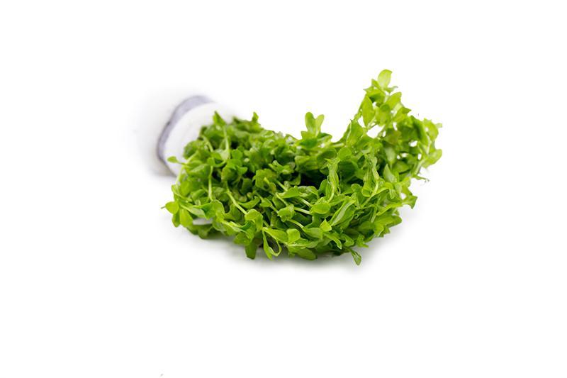 [SG READY STOCKS Live Aquatic Plant] Hemianthus Micranthemoides (Pearl Weed) in Lead Bunch by Aquatic Farmer