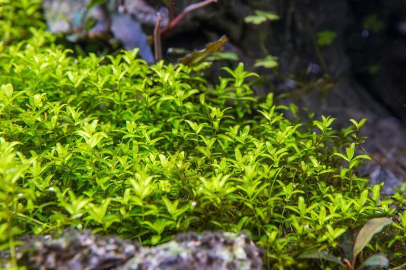 [SG READY STOCKS Live Aquatic Plant] Hemianthus Micranthemoides (Pearl Weed) in Lead Bunch by Aquatic Farmer