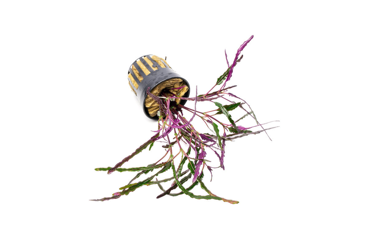 [SG READY STOCKS Live Terrarium Plant] Hemigraphis Repanda Potted by Aquatic Farmer