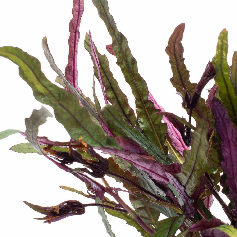 [SG READY STOCKS Live Terrarium Plant] Hemigraphis Repanda Potted by Aquatic Farmer