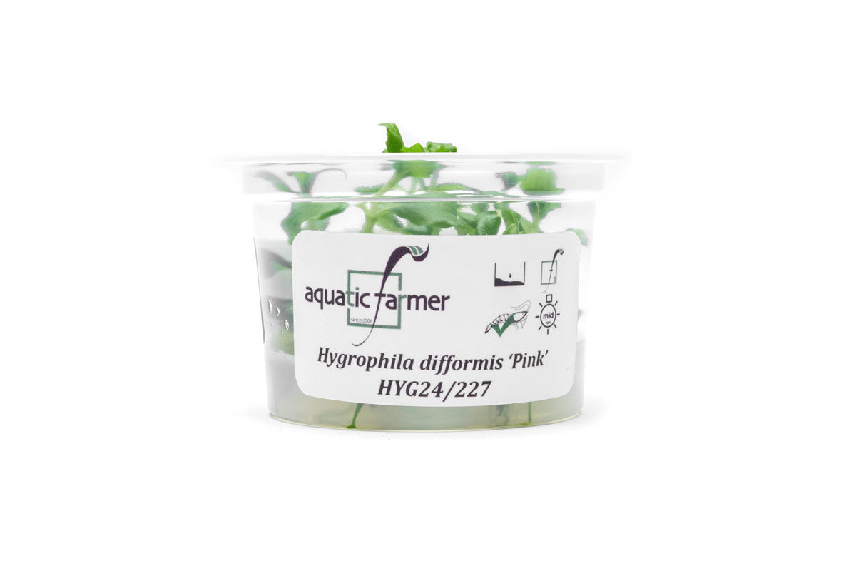 [SG READY STOCKS Live Aquatic Tissue Culture Plant] Hygrophila difformis pink by Aquatic Farmer