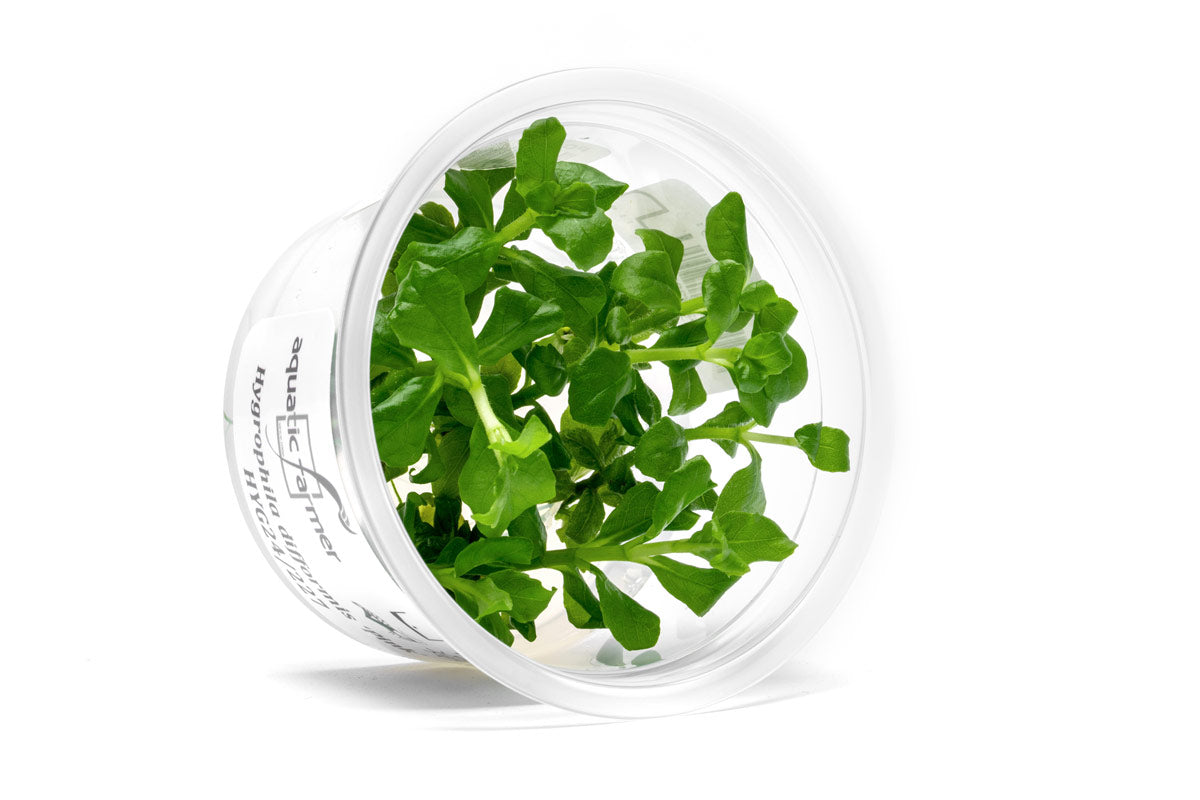 [SG READY STOCKS Live Aquatic Tissue Culture Plant] Hygrophila difformis pink by Aquatic Farmer