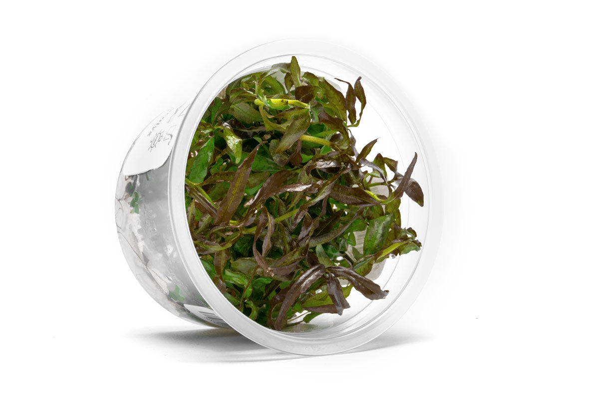 [SG READY STOCKS Live Aquatic Tissue Culture Plant] Hygrophila pogonocalyx by Aquatic Farmer