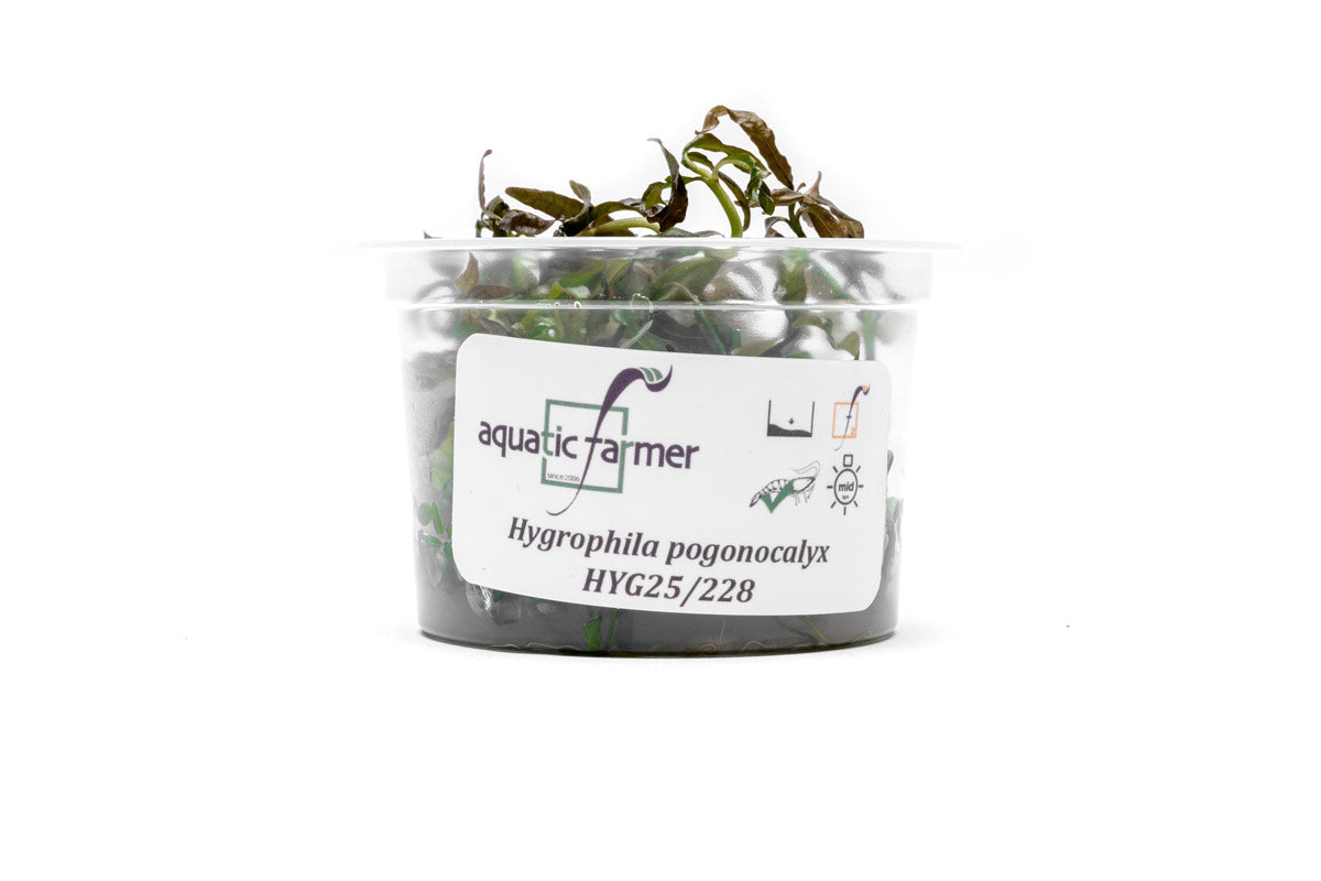 [SG READY STOCKS Live Aquatic Tissue Culture Plant] Hygrophila pogonocalyx by Aquatic Farmer