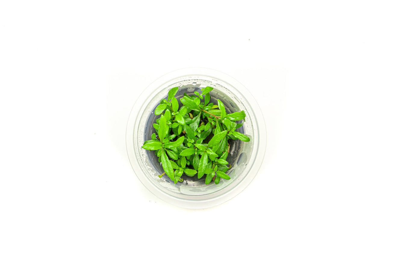 [SG READY STOCKS Live Aquatic Tissue Culture Plant] Hygrophila siamensis by Aquatic Farmer