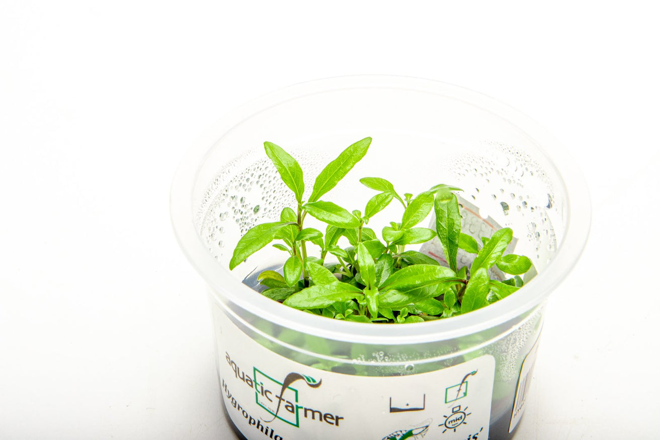 [SG READY STOCKS Live Aquatic Tissue Culture Plant] Hygrophila siamensis by Aquatic Farmer