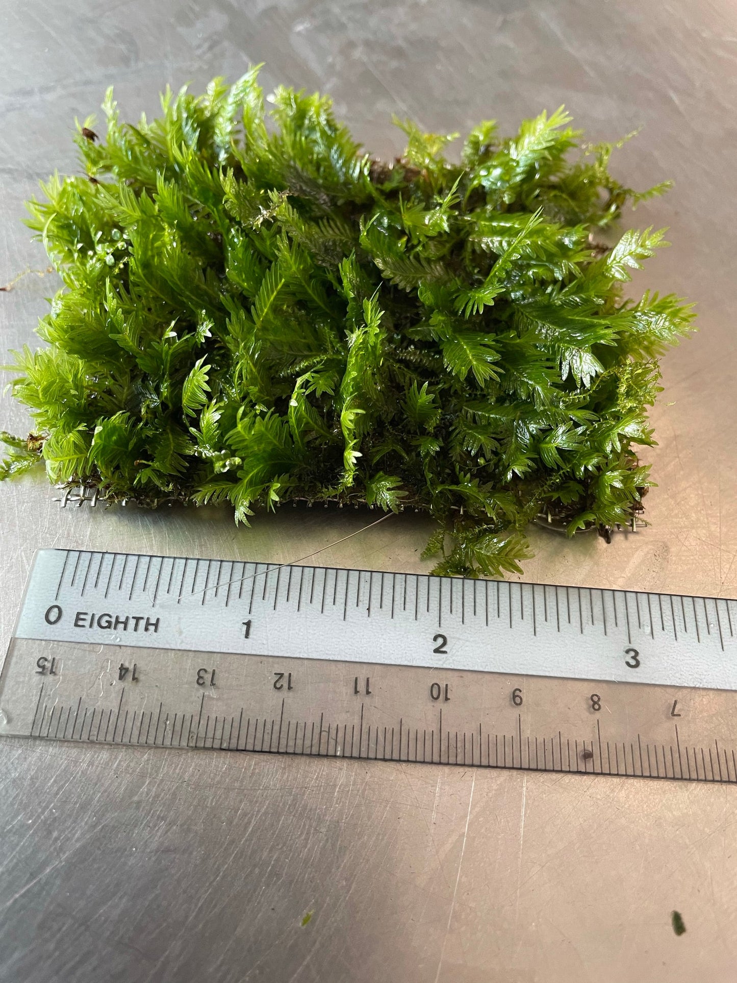 [SG READY STOCKS Live Aquatic Plant] Assorted moss on wire mesh by Aquatic Farmer