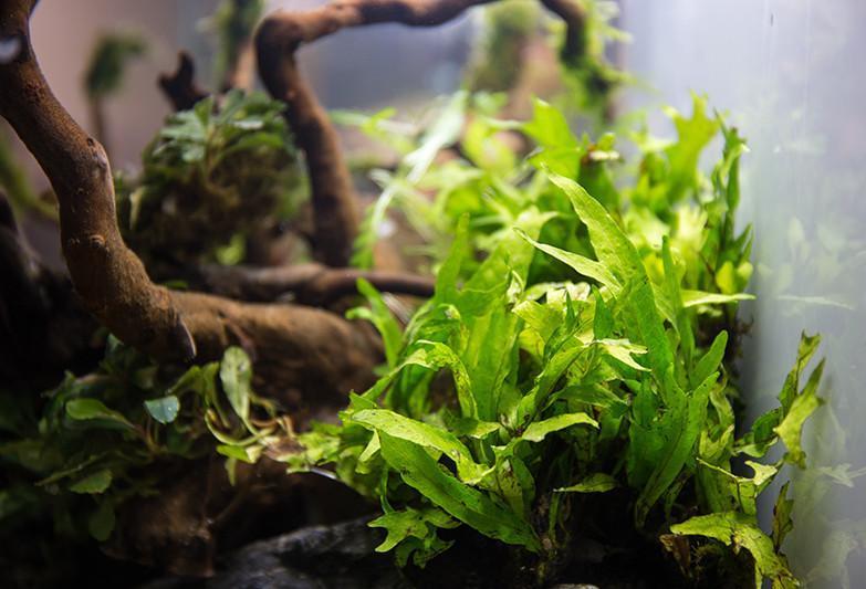 [SG READY STOCKS Live Aquatic Plant] Java fern Thor Hammer Potted by Aquatic Farmer