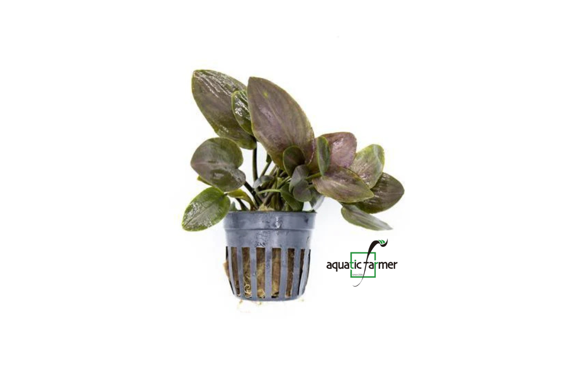 [SG READY STOCKS Live Aquatic Plant] Lagenandra Meeboldii 'Red' Potted by Aquatic Farmer