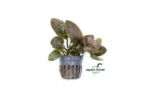[SG READY STOCKS Live Aquatic Plant] Lagenandra Meeboldii 'Red' Potted by Aquatic Farmer
