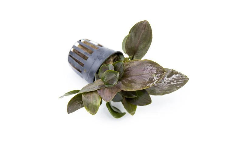 [SG READY STOCKS Live Aquatic Plant] Lagenandra Meeboldii 'Red' Potted by Aquatic Farmer