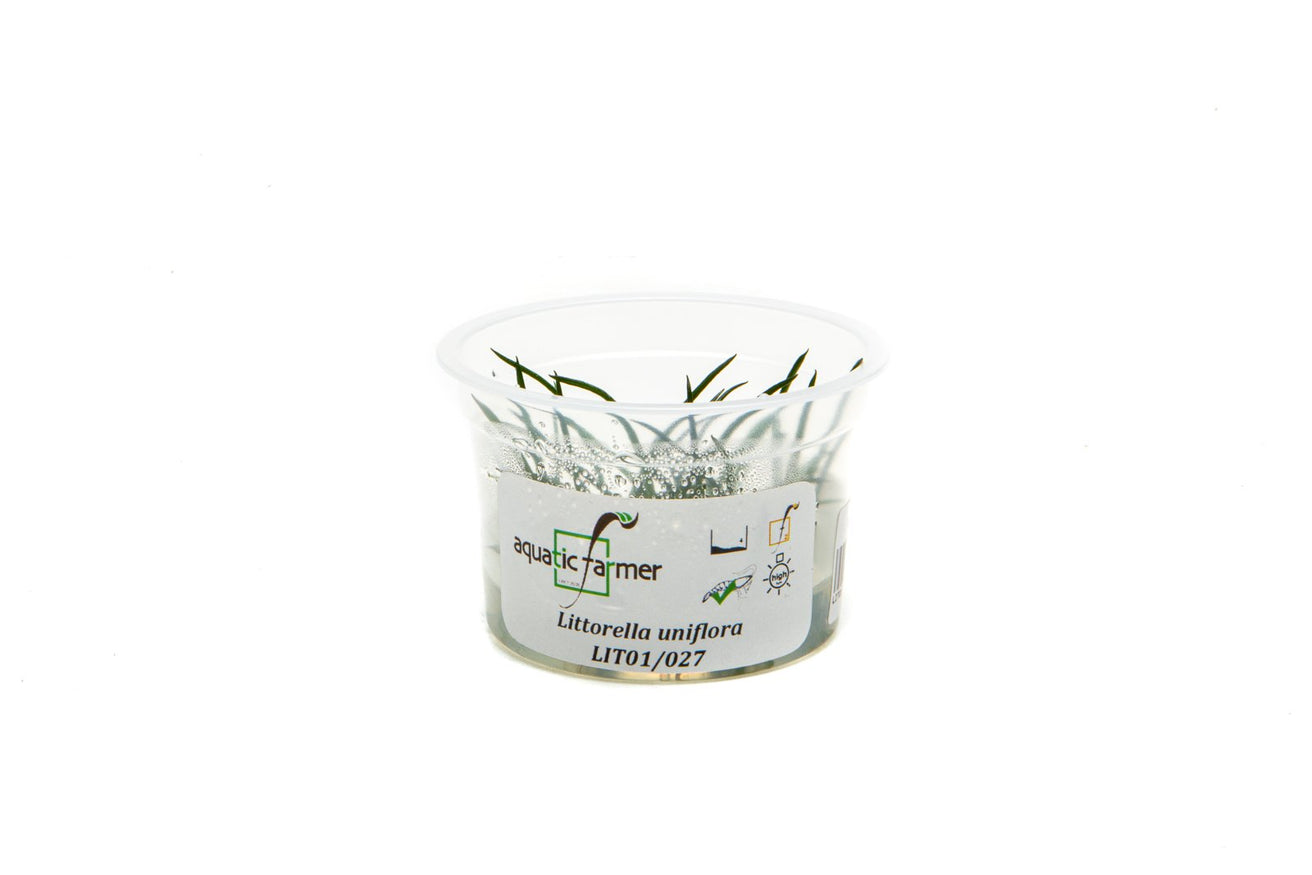 [SG READY STOCKS Live Aquatic Tissue Culture Plant] Littorella uniflora by Aquatic Farmer