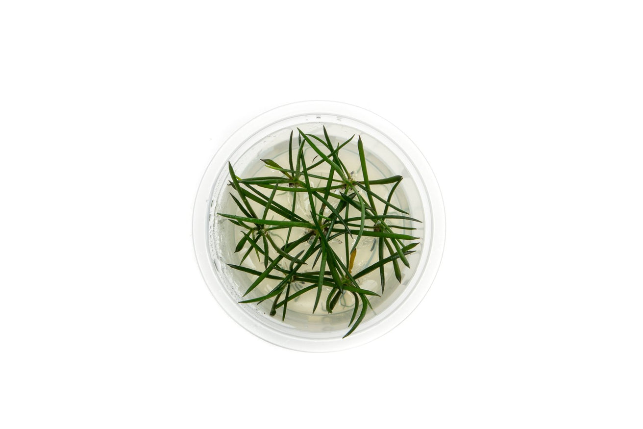 [SG READY STOCKS Live Aquatic Tissue Culture Plant] Littorella uniflora by Aquatic Farmer
