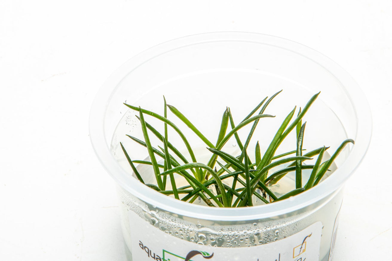 [SG READY STOCKS Live Aquatic Tissue Culture Plant] Littorella uniflora by Aquatic Farmer