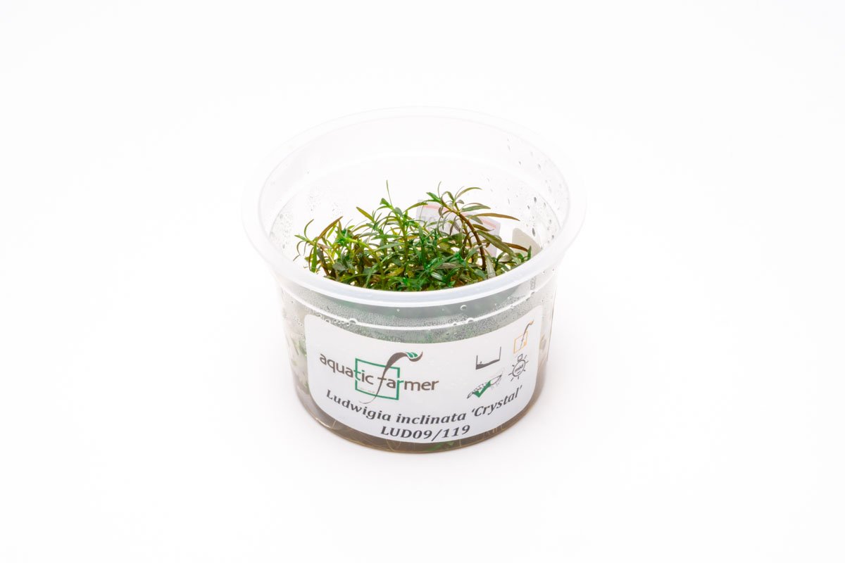 [SG READY STOCKS Live Aquatic Tissue Culture Plant] Ludwigia inclinata crystal by Aquatic Farmer