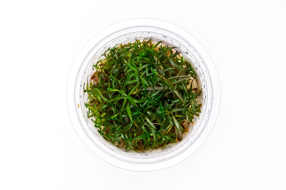 [SG READY STOCKS Live Aquatic Tissue Culture Plant] Ludwigia inclinata crystal by Aquatic Farmer