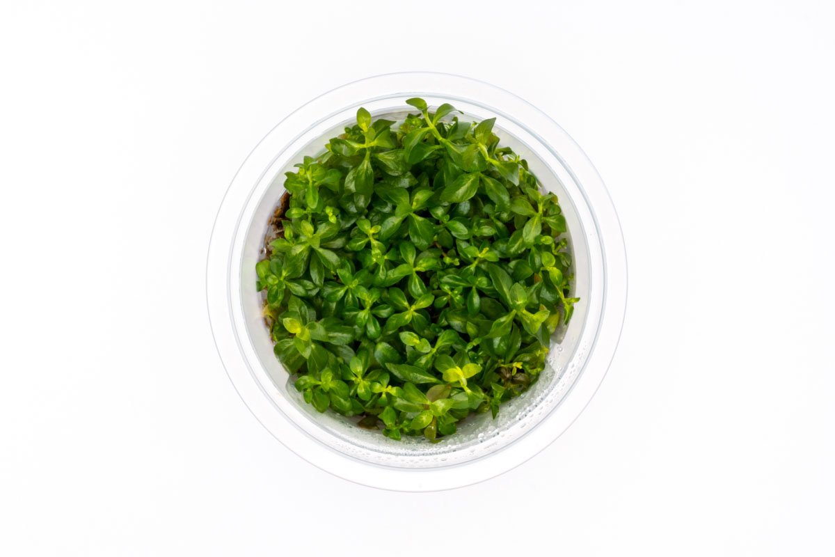 [SG READY STOCKS Live Aquatic Tissue Culture Plant] Ludwigia dark orange by Aquatic Farmer