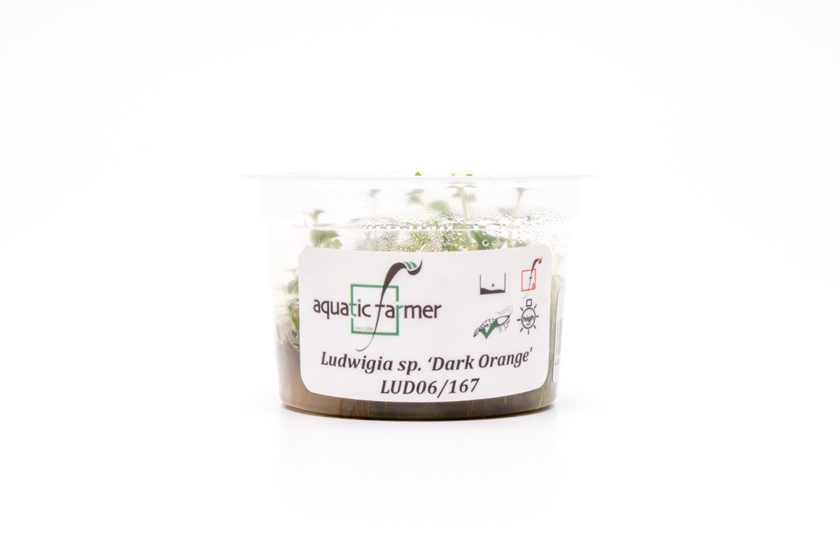 [SG READY STOCKS Live Aquatic Tissue Culture Plant] Ludwigia dark orange by Aquatic Farmer