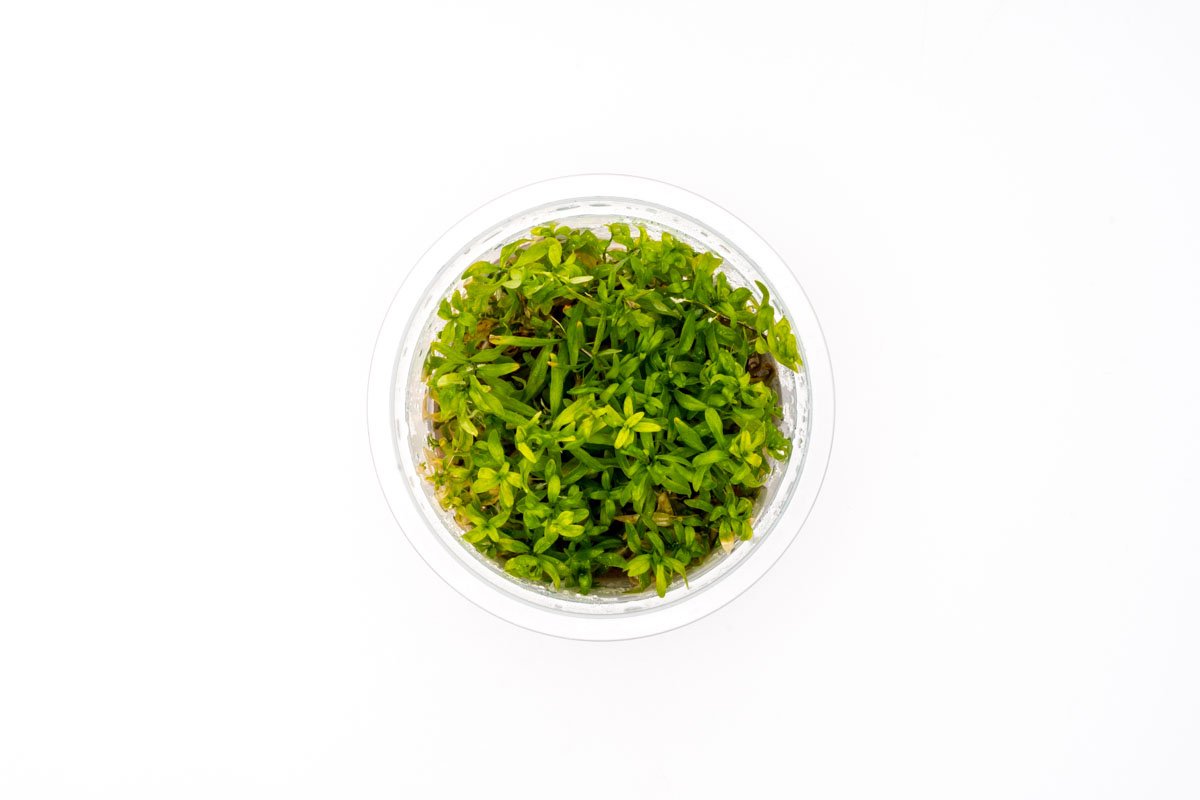 [SG READY STOCKS Live Aquatic Tissue Culture Plant] Ludwigia inclinata cuba by Aquatic Farmer