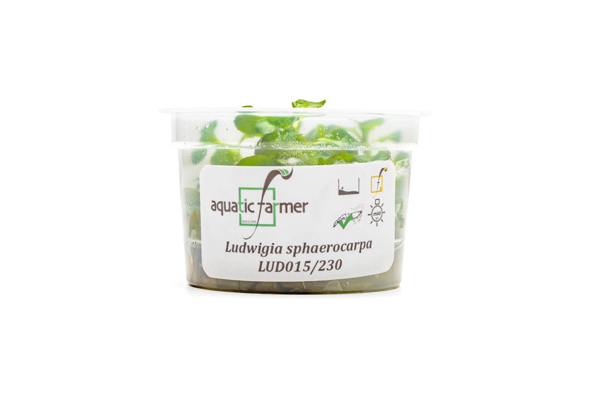 [SG READY STOCKS Live Aquatic Tissue Culture Plant] Ludwigia sphaerocarpa by Aquatic Farmer