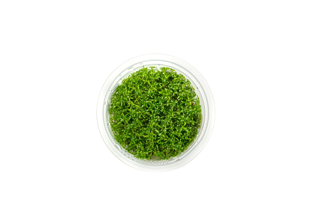 [SG READY STOCKS Live Aquatic Tissue Culture Plant] Microcarpaea minima merrill by Aquatic Farmer