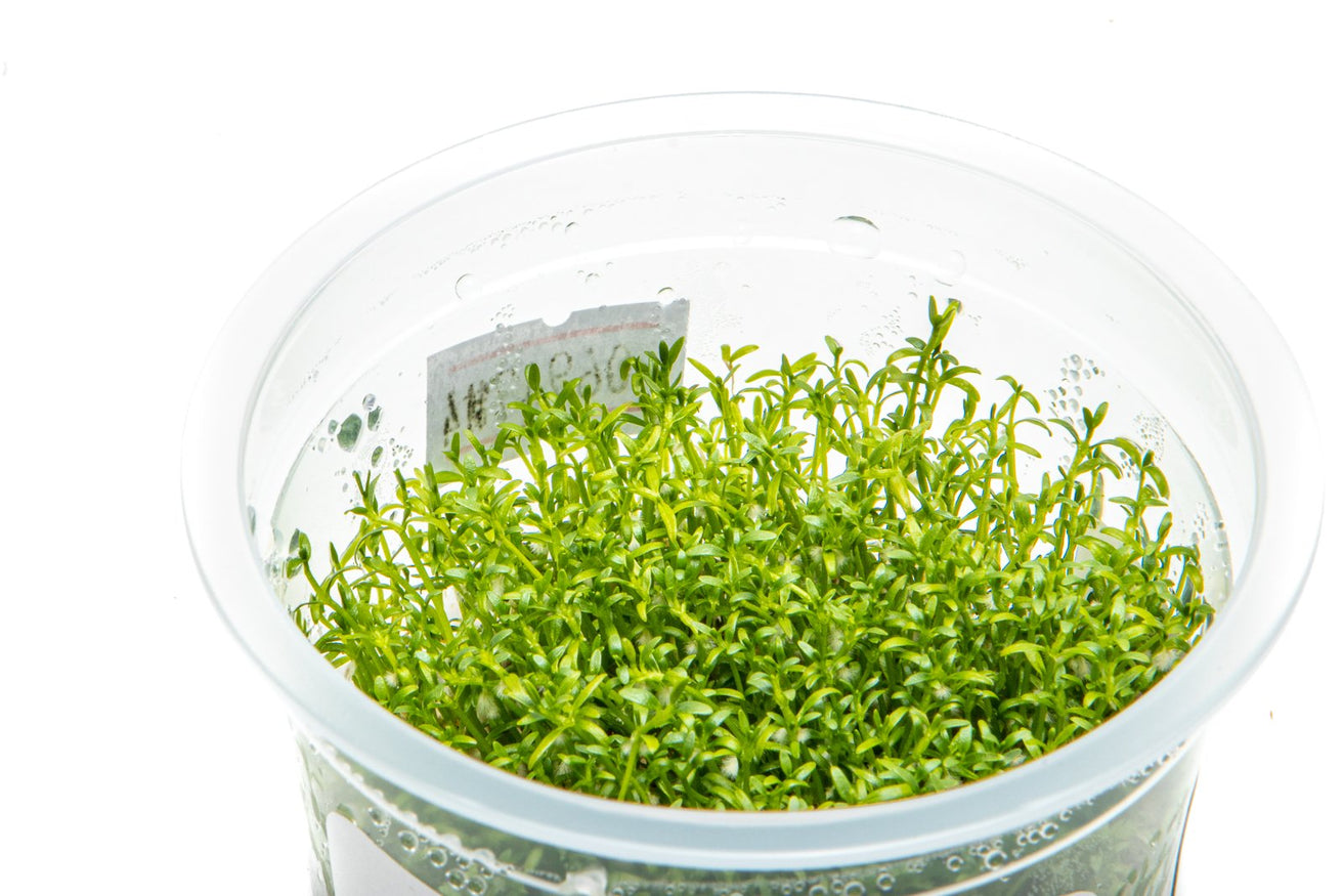 [SG READY STOCKS Live Aquatic Tissue Culture Plant] Microcarpaea minima merrill by Aquatic Farmer