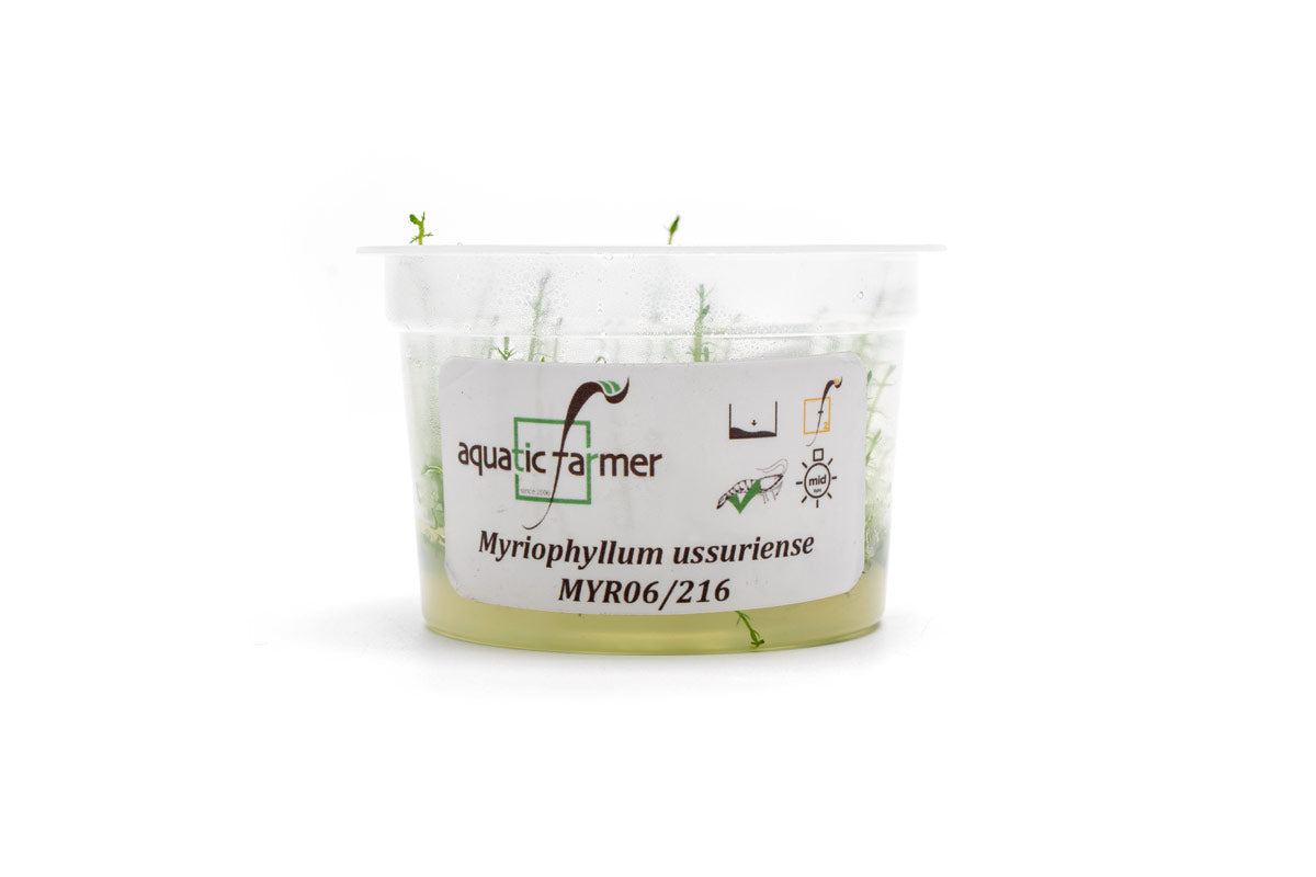 [SG READY STOCKS Live Aquatic Tissue Culture Plant] Myriophyllum ussuriense by Aquatic Farmer