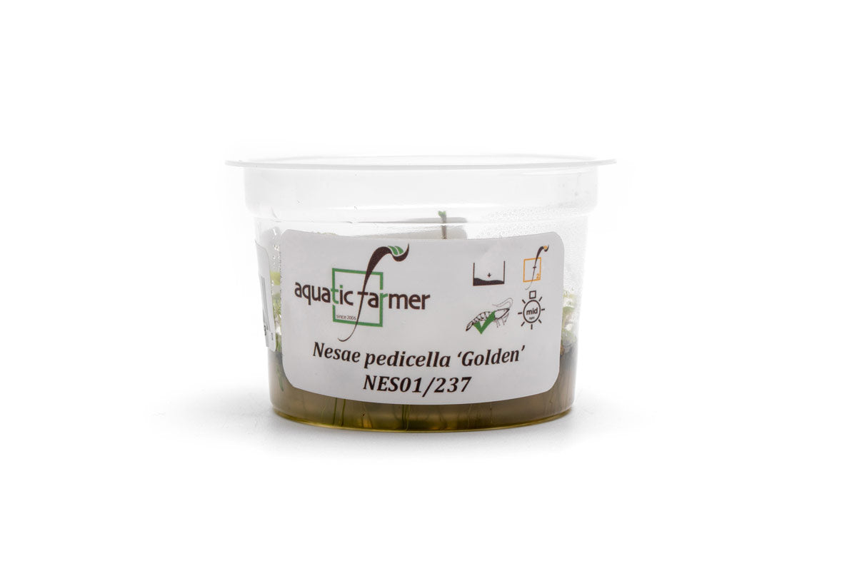 [SG READY STOCKS Live Aquatic Tissue Culture Plant] Nesaea pedicellata Golden by Aquatic Farmer