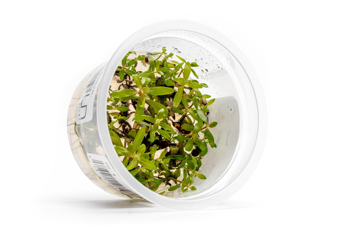 [SG READY STOCKS Live Aquatic Tissue Culture Plant] Nesaea pedicellata Golden by Aquatic Farmer