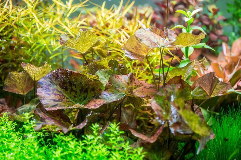 [SG READY STOCKS Live Aquatic Plant] Nymphaea Tiger Lotus in Lead Bunch by Aquatic Farmer