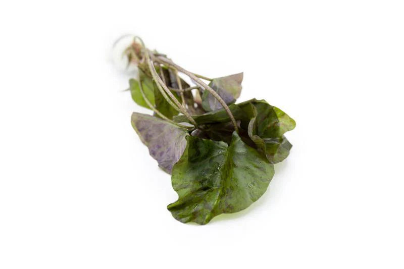 [SG READY STOCKS Live Aquatic Plant] Nymphaea Tiger Lotus in Lead Bunch by Aquatic Farmer