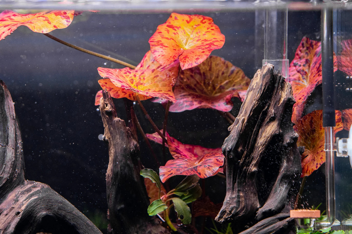 [SG READY STOCKS Live Aquatic Plant] Nymphaea Tiger Lotus in Lead Bunch by Aquatic Farmer