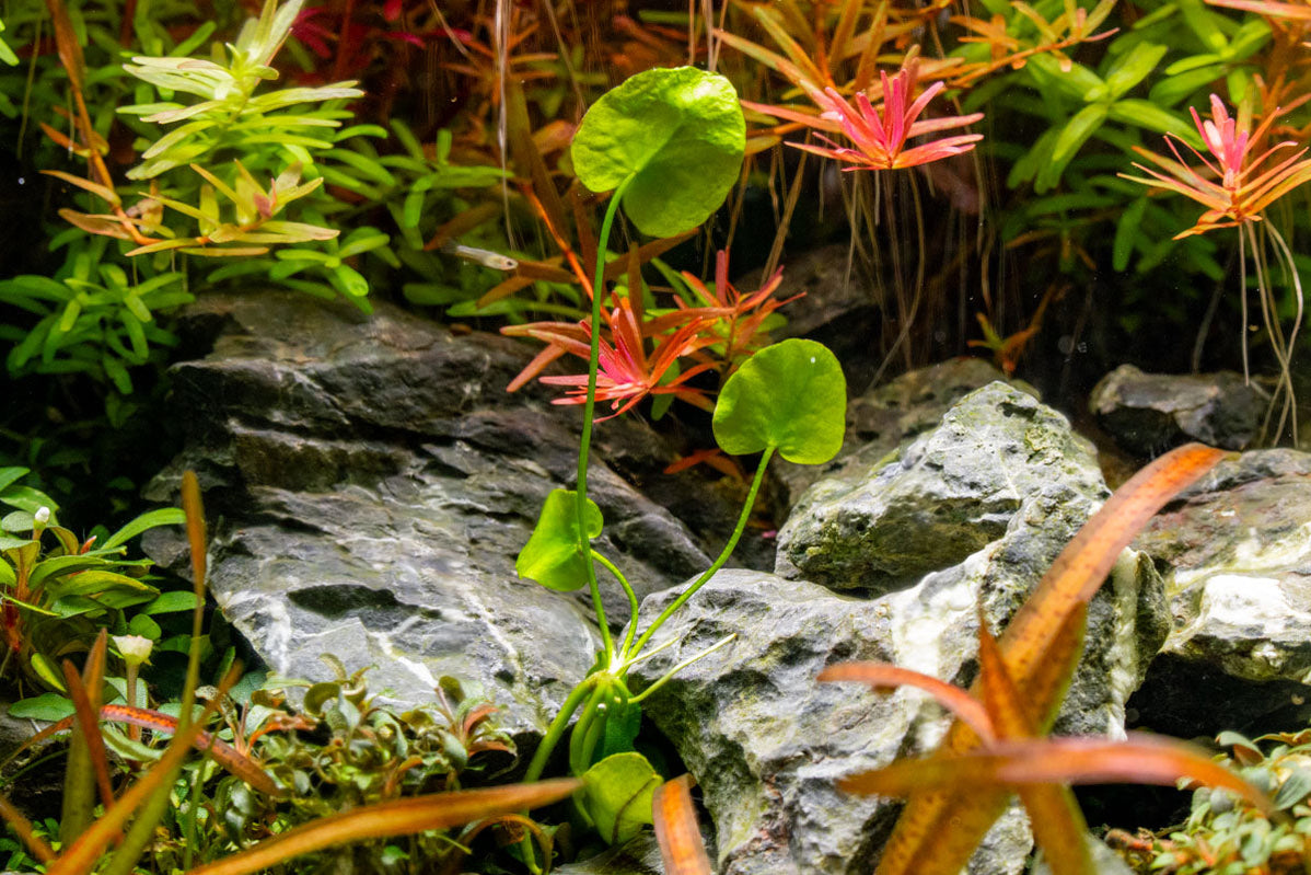 [SG READY STOCK Live Aquatic Plant] Banana Lily by Aquatic Farmer