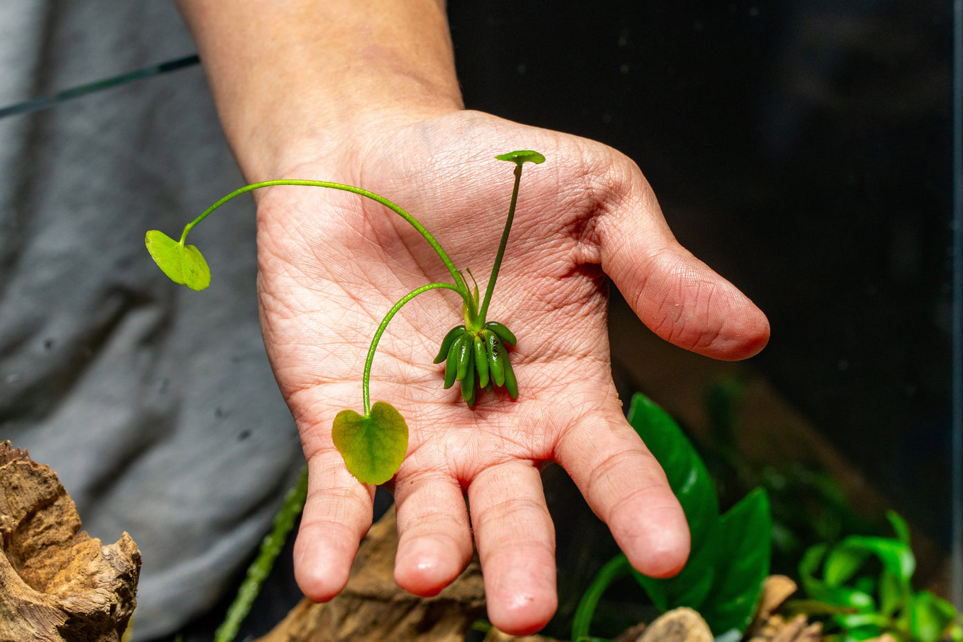 [SG READY STOCK Live Aquatic Plant] Banana Lily by Aquatic Farmer