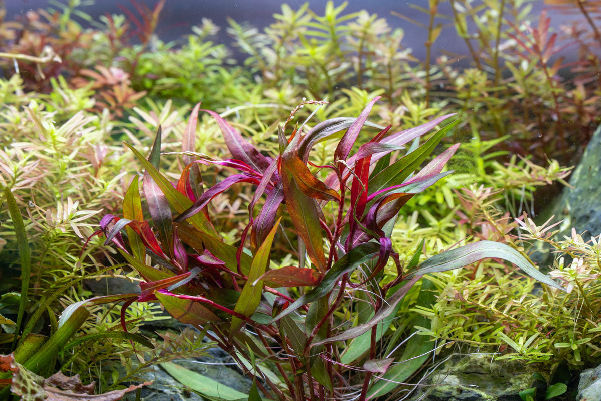 [SG READY STOCKS Live Aquatic Plant] Polygonum Sp in Lead Bunch by Aquatic Farmer