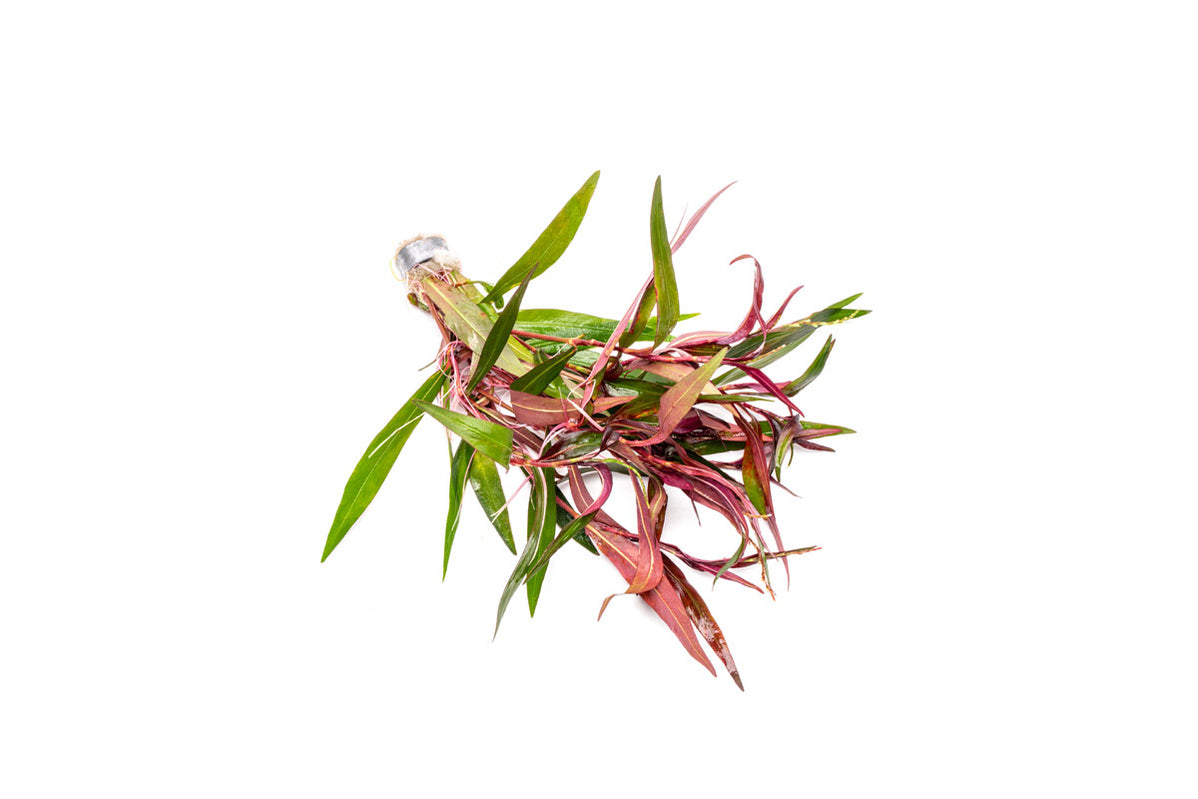 [SG READY STOCKS Live Aquatic Plant] Polygonum Sp in Lead Bunch by Aquatic Farmer
