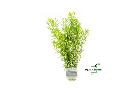 [SG READY STOCKS Live Aquatic Plant] Pogostemon Erectus in Lead Bunch by Aquatic Farmer