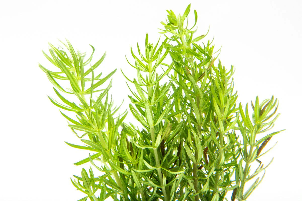 [SG READY STOCKS Live Aquatic Plant] Pogostemon Erectus in Lead Bunch by Aquatic Farmer
