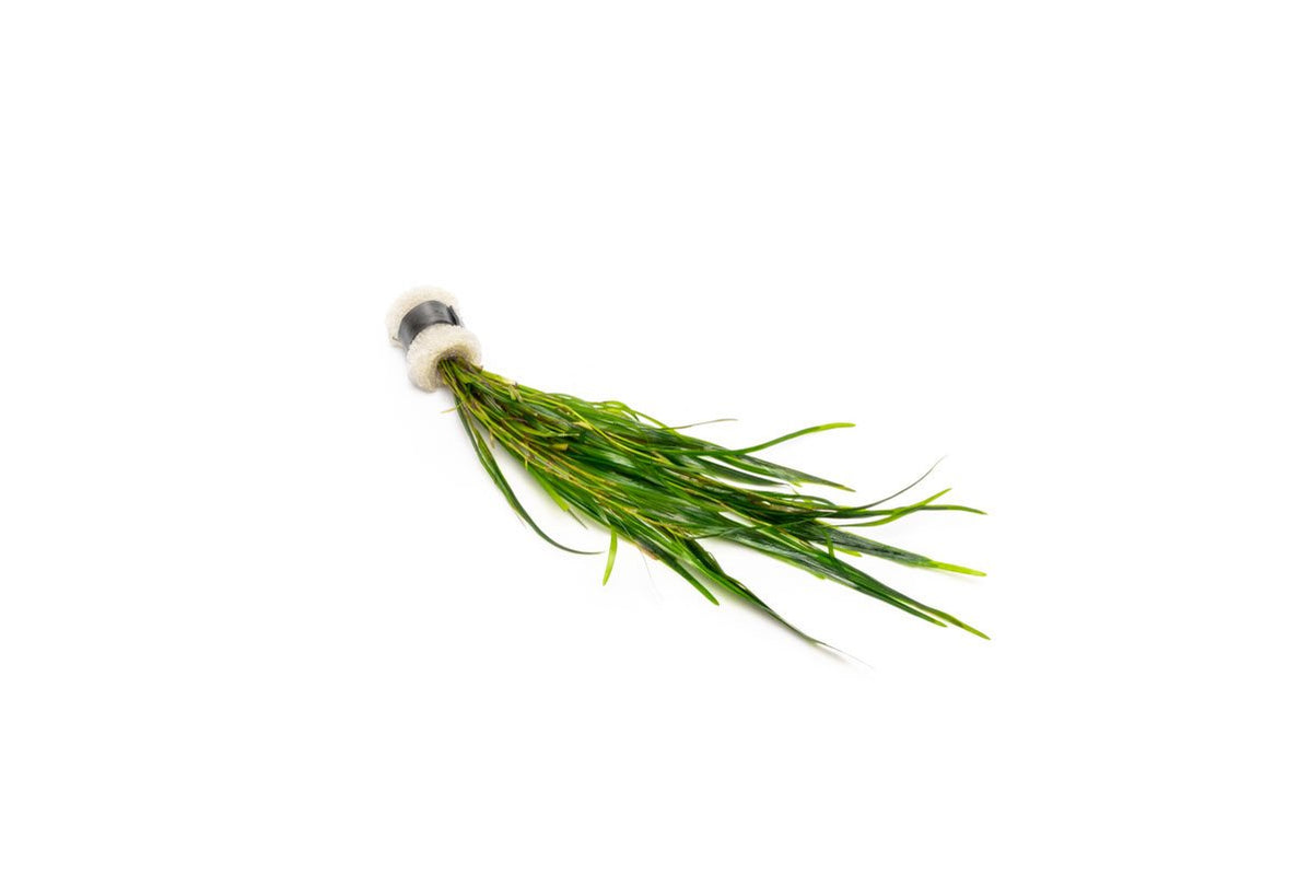 [SG READY STOCKS Live Aquatic Plant] Potamogeton Gayi in Lead Bunch by Aquatic Farmer