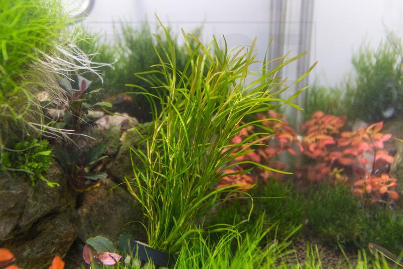 [SG READY STOCKS Live Aquatic Plant] Potamogeton Gayi in Lead Bunch by Aquatic Farmer