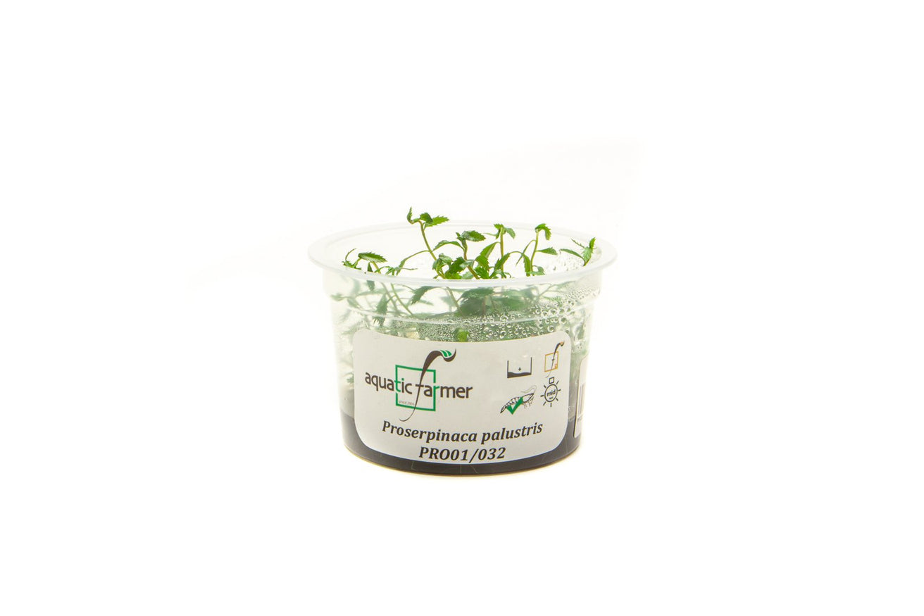 [SG READY STOCKS Live Aquatic Tissue Culture Plant] Proserpinaca palustris by Aquatic Farmer