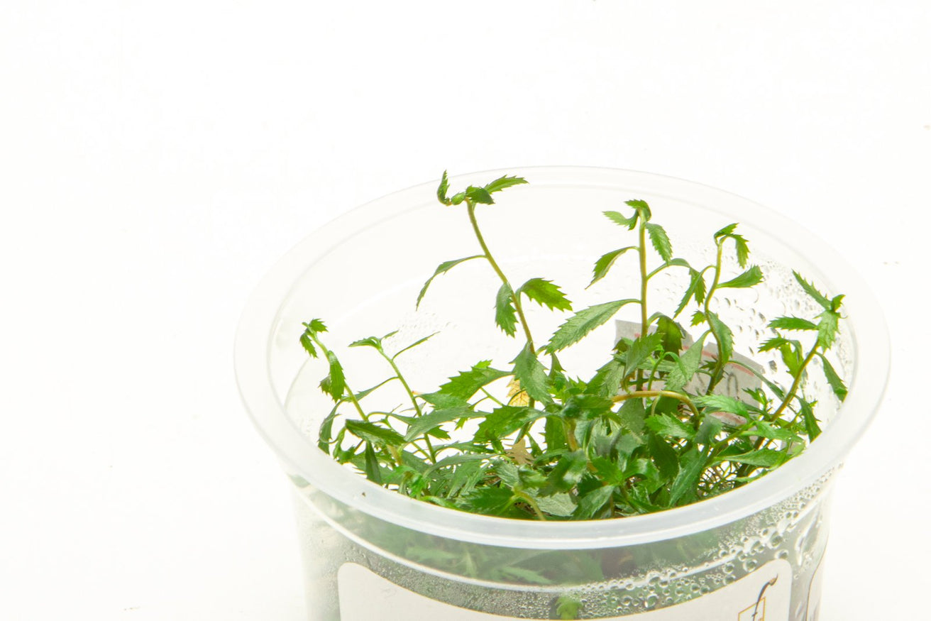 [SG READY STOCKS Live Aquatic Tissue Culture Plant] Proserpinaca palustris by Aquatic Farmer
