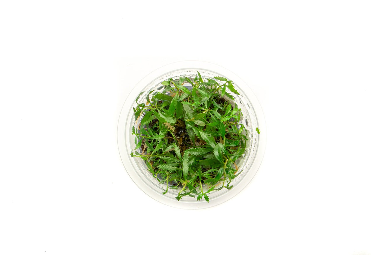 [SG READY STOCKS Live Aquatic Tissue Culture Plant] Proserpinaca palustris by Aquatic Farmer