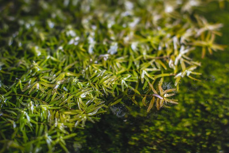 [SG READY STOCKS Live Aquatic Tissue Culture Plant] Rotala Coin Leaf by Aquatic Farmer