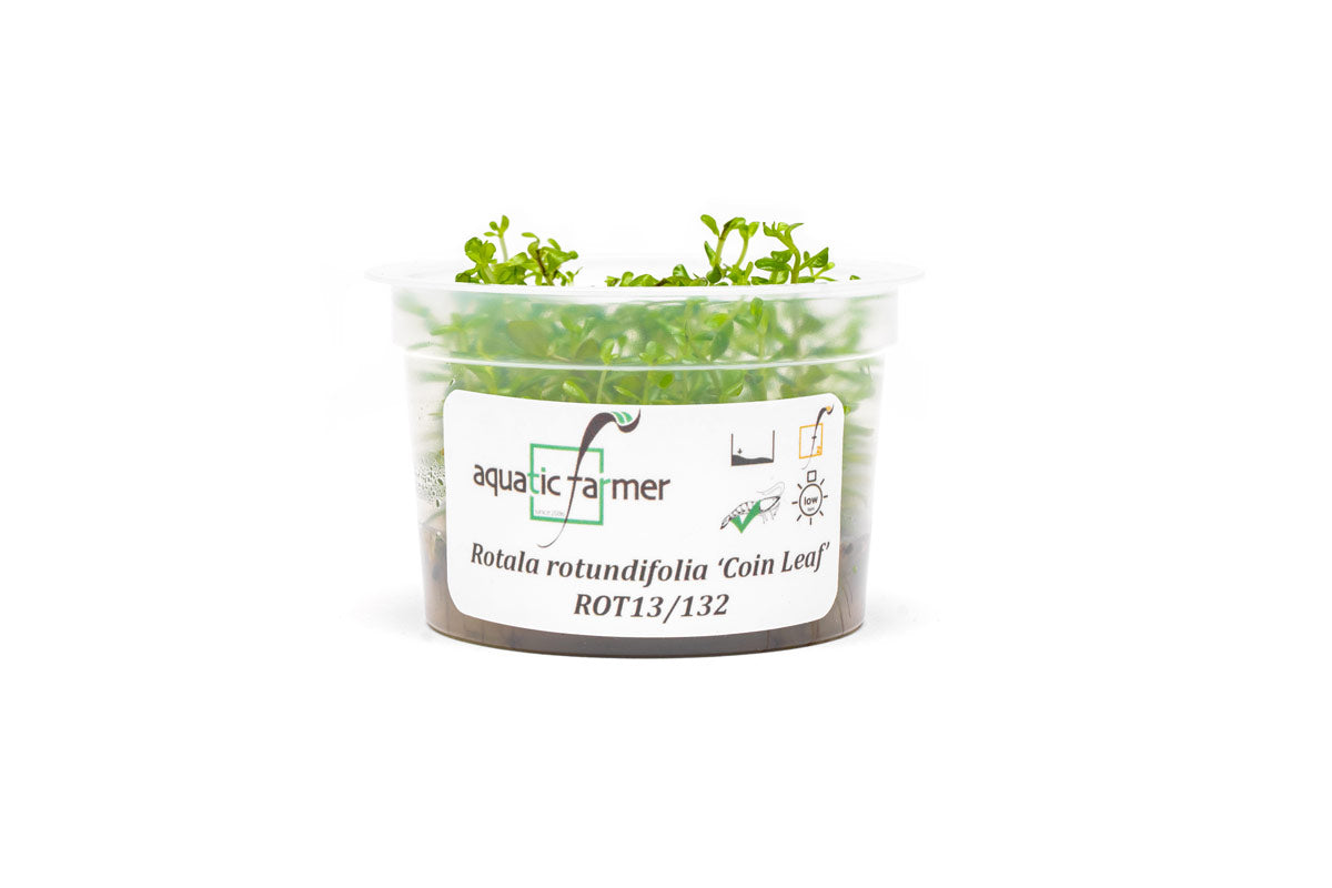 [SG READY STOCKS Live Aquatic Tissue Culture Plant] Rotala Coin Leaf by Aquatic Farmer