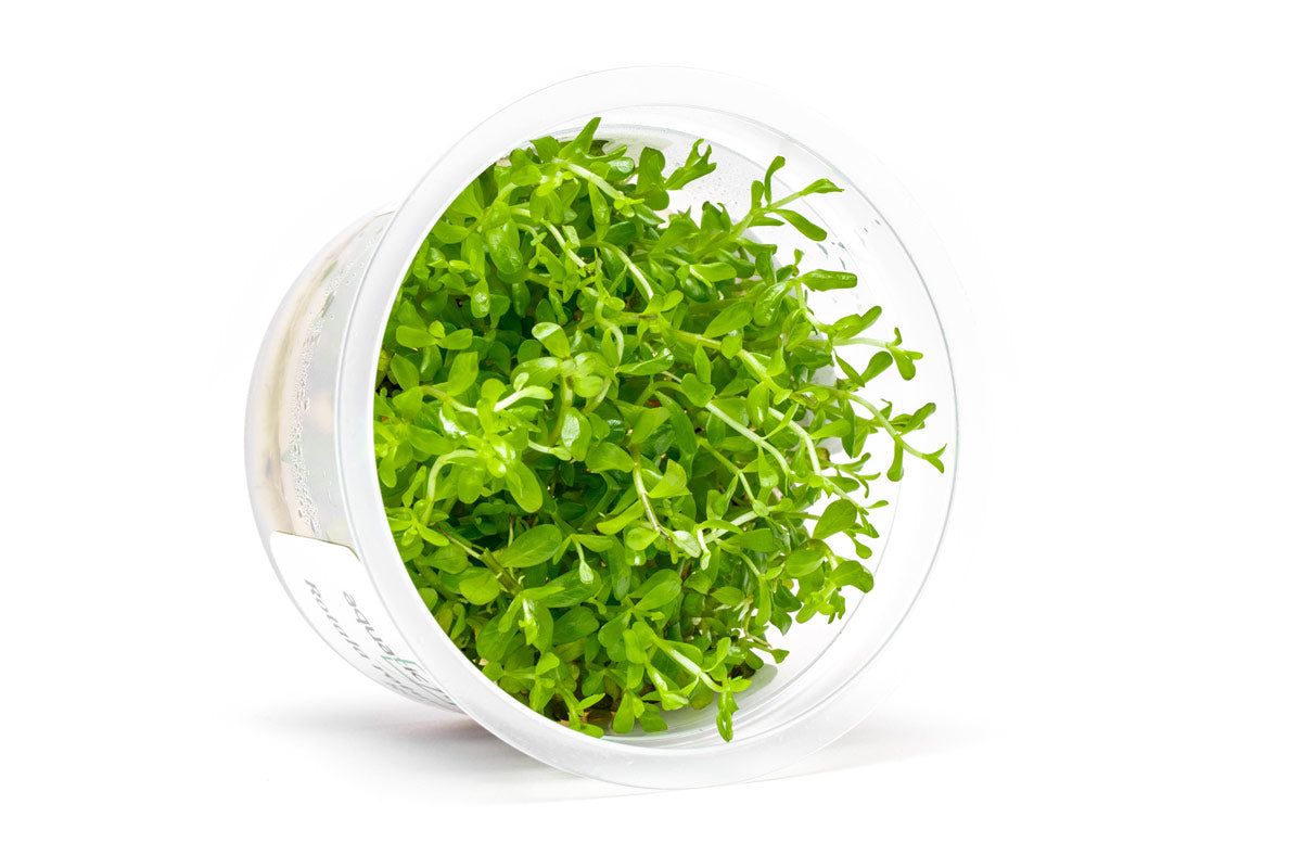 [SG READY STOCKS Live Aquatic Tissue Culture Plant] Rotala Coin Leaf by Aquatic Farmer