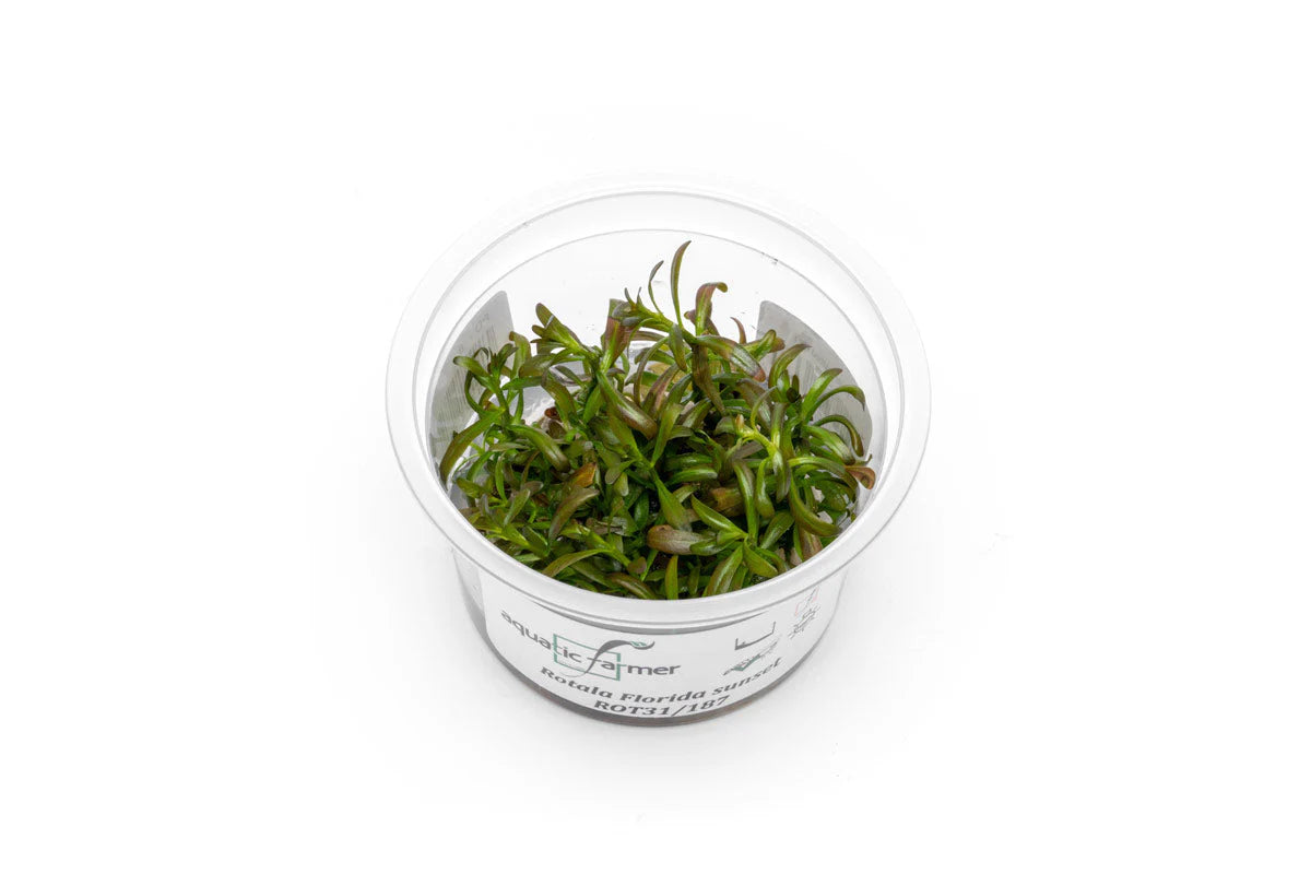 [SG READY STOCKS Live Aquatic Tissue Culture Plant] Rotala florida sunset by Aquatic Farmer