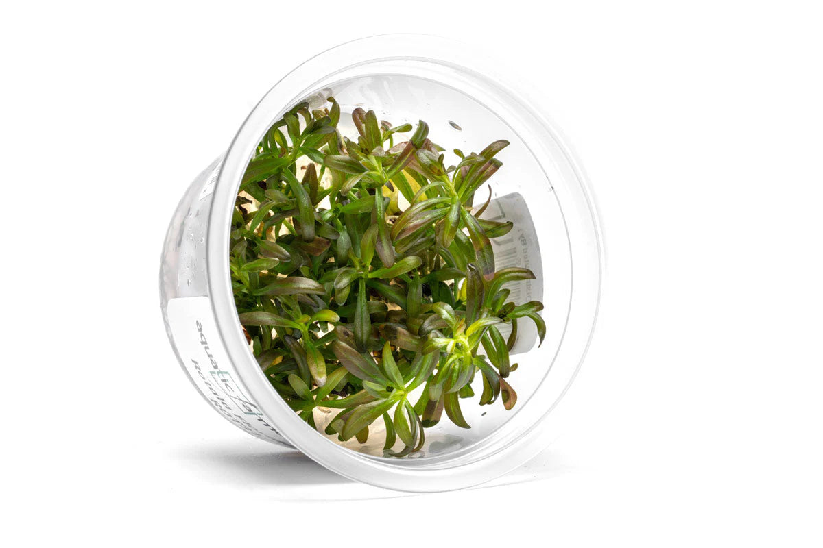 [SG READY STOCKS Live Aquatic Tissue Culture Plant] Rotala florida sunset by Aquatic Farmer