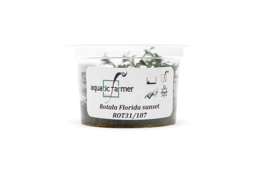 [SG READY STOCKS Live Aquatic Tissue Culture Plant] Rotala florida sunset by Aquatic Farmer