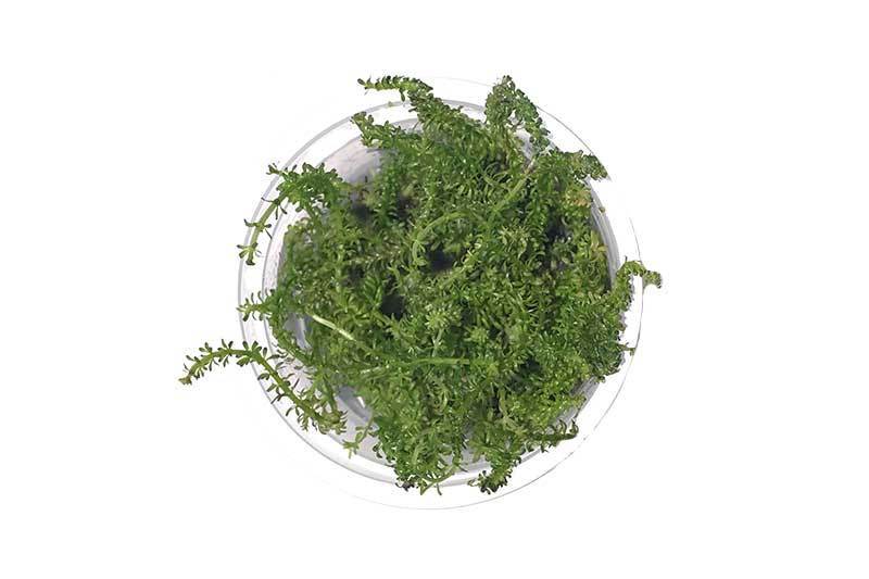 [SG READY STOCKS Live Aquatic Tissue Culture Plant] Rotala Bangladesh by Aquatic Farmer
